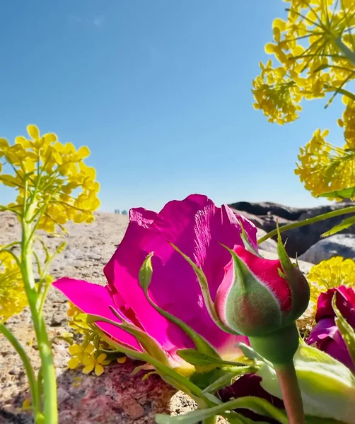 Розовый Куст Бедра Дикими Желтыми Цветами Цветение Зеленые Листья Море — стоковое фото