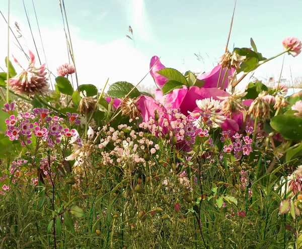 Vilda Blommor Och Örter Fältet Havet Blå Himmel Östersjön Natur — Stockfoto
