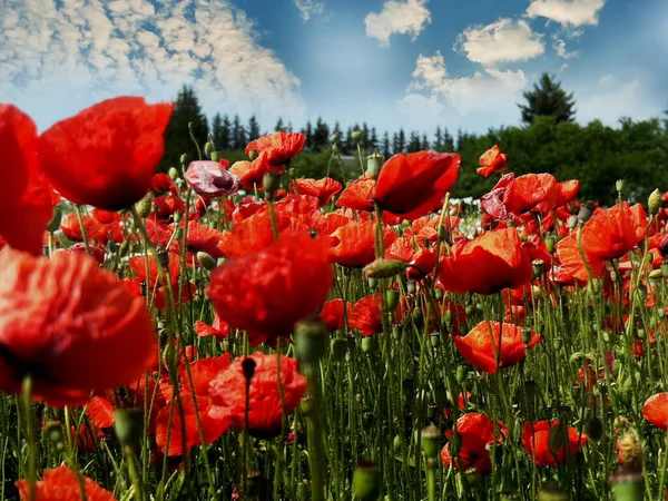 Red Poppy Flowers Wild Field White Clouds Blue Sky Summer — Stock Photo, Image