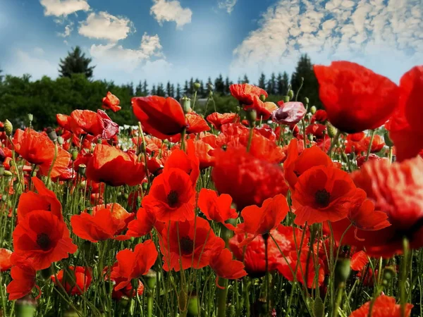 Red Poppy Flowers Wild Field White Clouds Blue Sky Sea — Stock Photo, Image