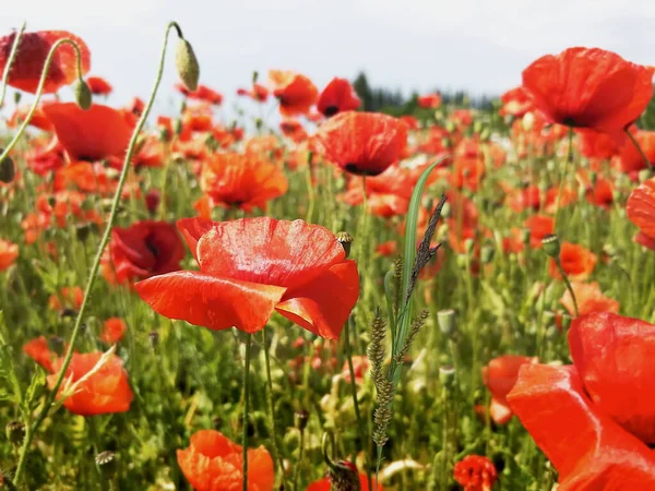 Red Poppy Flowers Green Wild Field Nature Landscape — Stock Photo, Image