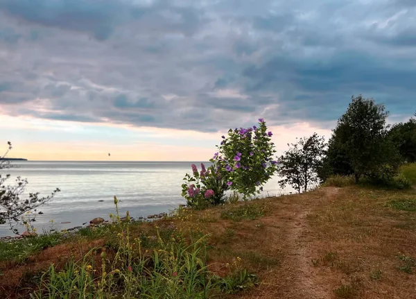 sea  flowers bush and birch trees on  sunset wild beach  field on front sea water wave view on blue dramatic cloudy sky summer nature landscape