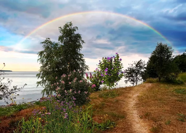 rainbow  and  flowers bush and birch trees on  sunset wild beach  field on front sea water wave view on blue dramatic cloudy sky summer nature landscape