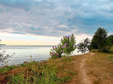 Gün batımında yabani çiçekler çalılar ve huş ağaçları sahilde deniz kenarında deniz dalgaları mavi dramatik bulutlu gökyüzüne bakıyor.