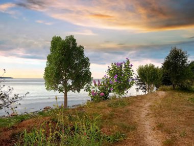 Gün batımında yabani çiçekler çalılar ve huş ağaçları sahilde deniz kenarında deniz dalgaları mavi dramatik bulutlu gökyüzüne bakıyor.