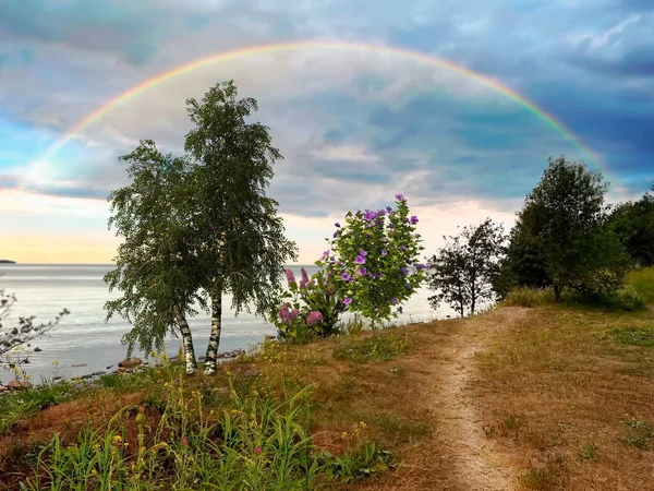 Rainbow Sunset Wild Flowers Bush Birch Trees Wild Beach Field — Stockfoto