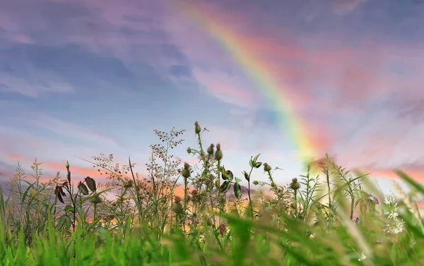 Rainbow Blue Sky Fluffy White Clouds Green Grass Flowers Meadow — Stockfoto