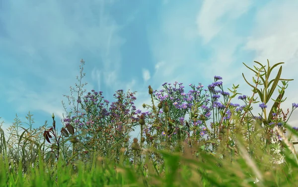Kék Bolyhos Fehér Felhők Zöld Virágok Réten Mező Táj — Stock Fotó