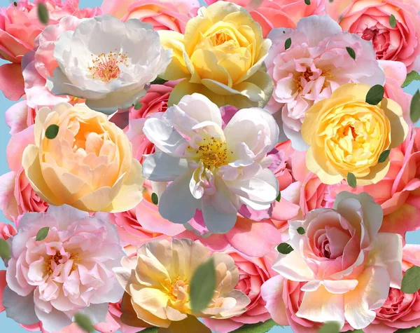 Colorful Pink Yellow White Rose Green Leaves Petal Blue Background — 스톡 사진