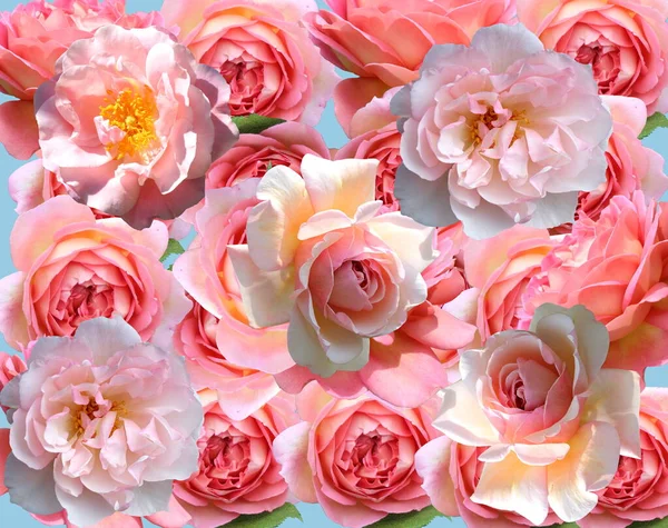 Coloré Rose Jaune Blanc Rose Vert Feuilles Pétales Sur Fond — Photo