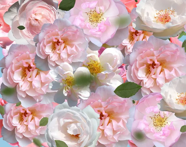 White Rose Green Leaves Petal Festive Background Template Copy Space — Fotografia de Stock