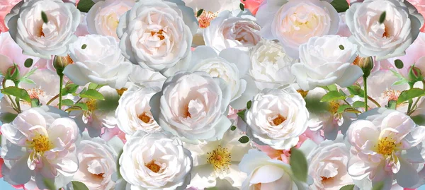White Rose Green Leavel Petal Blue Festive Wedding Background Template – stockfoto