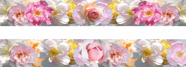 Roses Festive Background Template Copy Space Banner Greeting Floral Nature — Foto de Stock