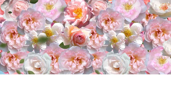 White Pink Roses Festive Background Template Copy Space Banner Greeting — 스톡 사진