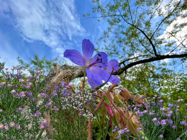 Blue Wild Flowers Herbs Grass Field Forest Tree Nature Background — Stockfoto