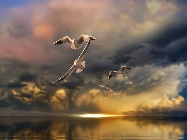 seagull fly  and stormy dramatic sky pink cloudy sunset at sea pastel color sun beam seascape nature landscape.