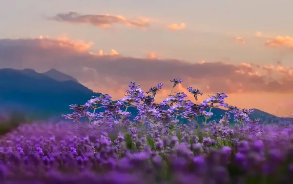 Kék Levendula Virágok Elöl Olympus Hegy Rózsaszín Naplemente Görögország Természet — Stock Fotó