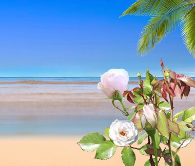 beach tropical palm ,turgoriouse blue sea and sky ,white sand sun exotic white pink roses flowers summer holiday leisure ,travel ,template background, copy space ,panorama ,banner