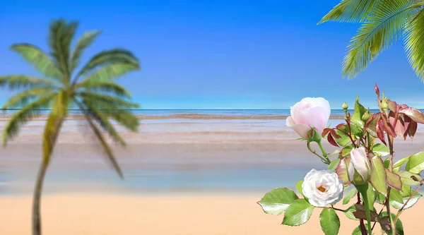 Beach Tropical Palm Blue Sea Sky White Sand Sun Flares — Stok fotoğraf