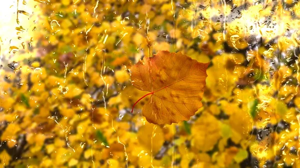 Autumn Rainy City Tallinn Old Town Yellow Leaves Rain Drops — стоковое фото