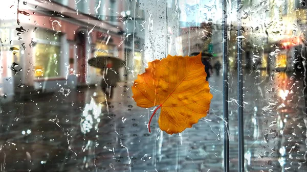 Autumn Rainy City Tallinn Old Town Yellow Leaves Rain Drops — Fotografia de Stock
