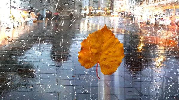 Autumn Rainy City Tallinn Old Town Yellow Leaves Rain Drops — Stockfoto