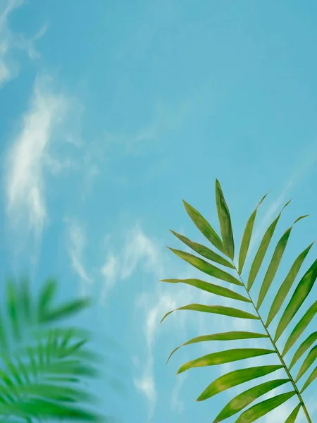 Blue Summer Bright Sky Green Tropical Plant Shadow Nature Defocus — Stockfoto