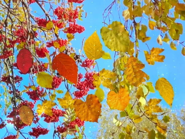 Autumn Sunny Rain Gold Leaves Fall Red Yellow Blue Sky — Stockfoto