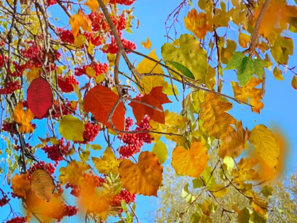 Autumn Sunny Rain Gold Leaves Fall Red Yellow Blue Sky — Fotografia de Stock
