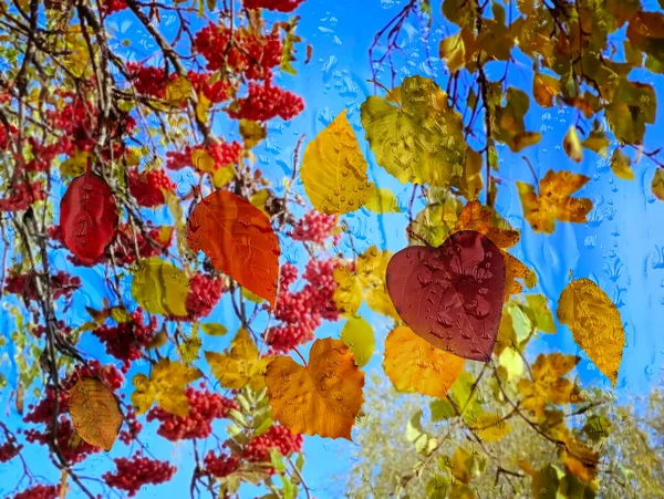 Autumn Sunny Rain Gold Leaves Fall Red Yellow Blue Sky — Stockfoto