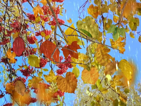 Autumn Sunny Rain Gold Leaves Fall Red Yellow Blue Sky — Stock Photo, Image
