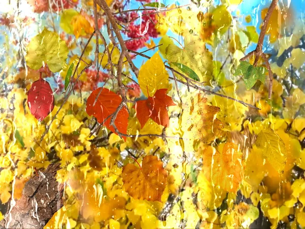 Autumn Sunny Rain Gold Leaves Fall Red Yellow Blue Sky — стоковое фото