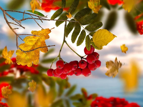 Осенняя Ветвь Красной Золы Рябины Желтые Листья Голубом Небе Фоне — стоковое фото