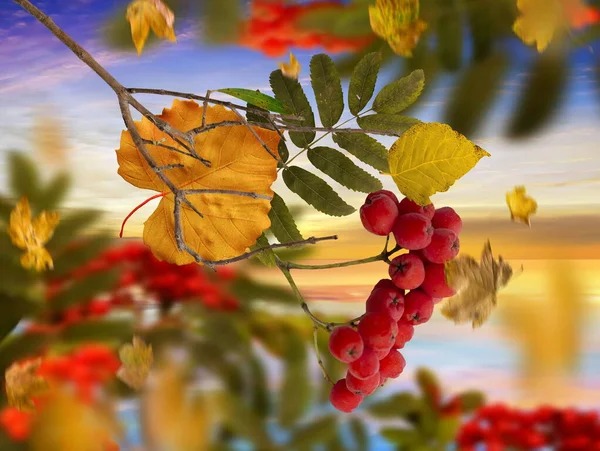 Autumn Red Ash Rowan Berry Branch Yellow Leaves Blue Sky — Fotografia de Stock