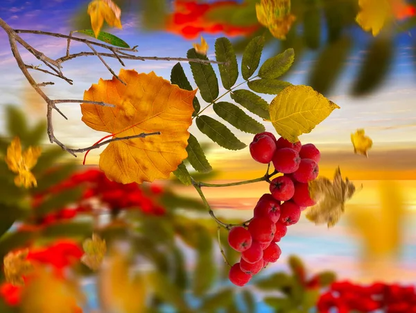 Autumn Red Ash Rowan Berry Branch Yellow Leaves Blue Sky — Stockfoto
