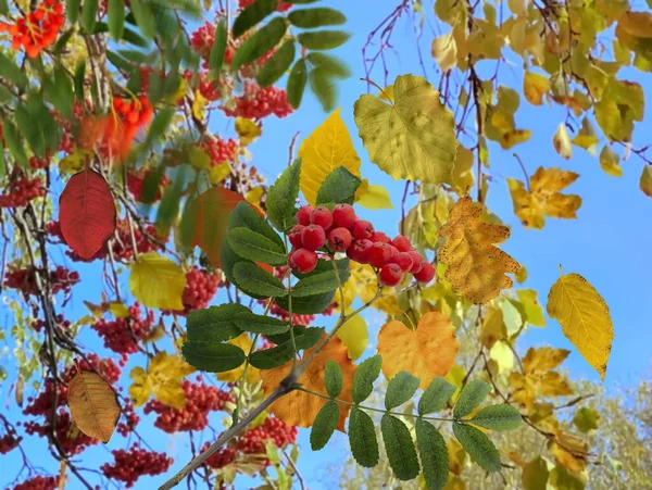 Осенние Листья Красной Золы Рябины Голубом Небе — стоковое фото