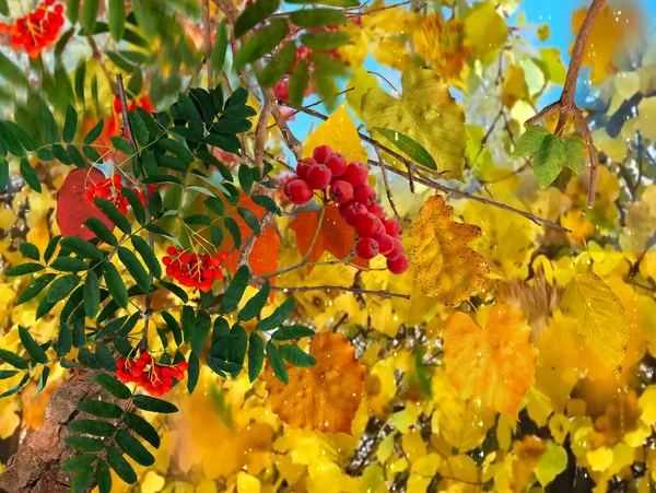 Осенние Листья Красной Золы Рябины Голубом Небе — стоковое фото