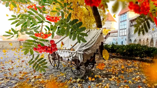 Autumn Rain Sunny Gold Leaves Fall Red Yellow Blue Sky — Stockfoto