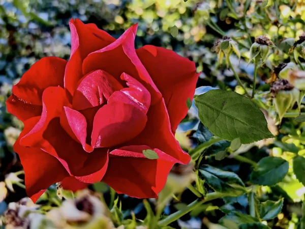 Red Roses Flowers Water Drops Leaves City Park Nature Floral — Foto Stock