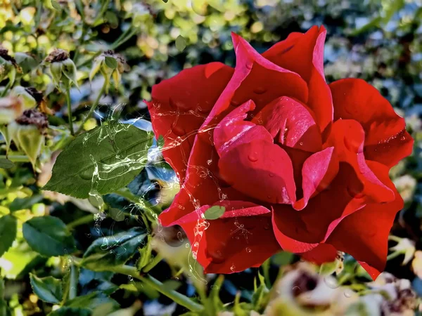 Red Roses Flowers Water Drops Leaves City Park Nature Floral — kuvapankkivalokuva