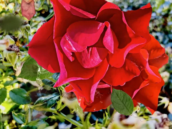 Red Roses Flowers Water Drops Leaves City Park Nature Floral — Foto Stock