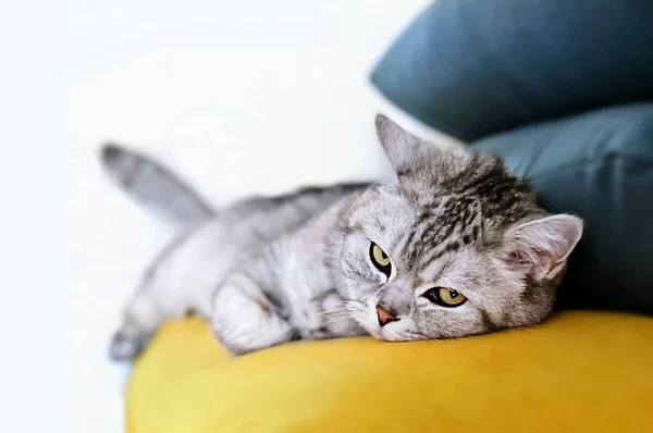 Βρετανίδα Γάτα Ξαπλωμένη Κίτρινο Μαξιλάρι — Φωτογραφία Αρχείου