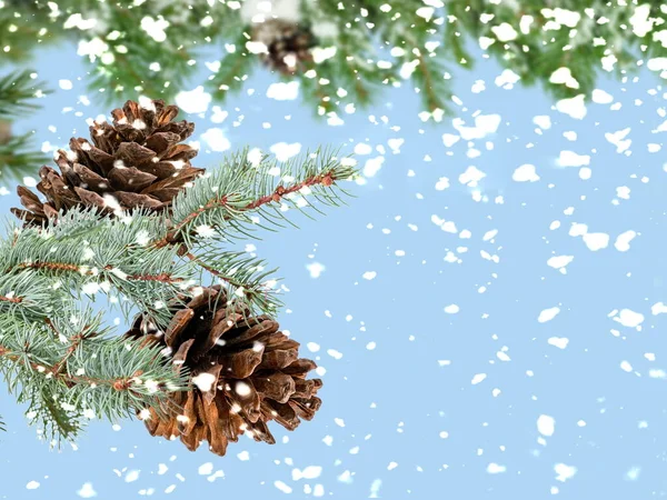 Christmas Tree Branch Cone Snowy Blue Bakcground Copy Space Template — Stock Fotó