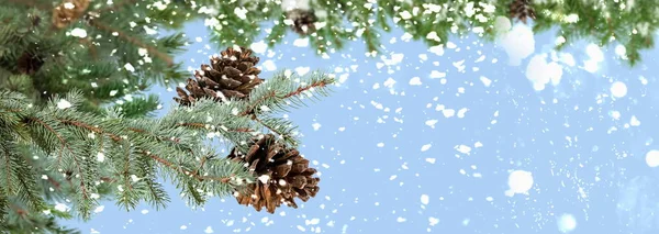 Christmas Tree Branch Cone Snowy Blue Bakcground Copy Space Template — Fotografia de Stock