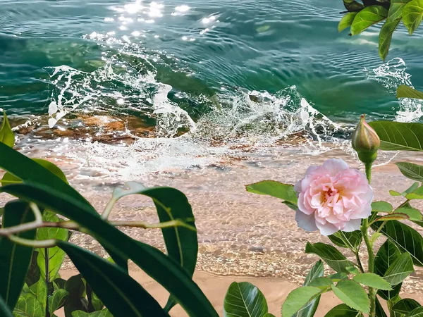 Green Mediterranean Sea Water Splash Pink Flowers Tropical Palm Plant — Foto Stock