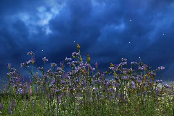 rainbow on sky and orange sun beam on sunset evening wild blue flowers and herbs on field hature landscape