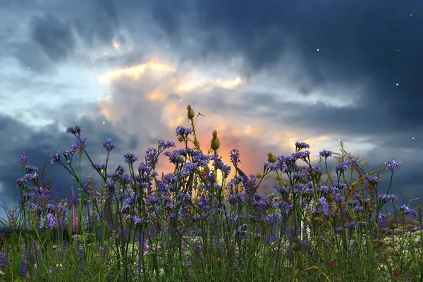 rainbow on sky and orange sun beam on sunset evening wild blue flowers and herbs on field hature landscape