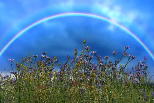 rainbow on sky and orange sun beam on sunset evening wild blue flowers and herbs on field hature landscape