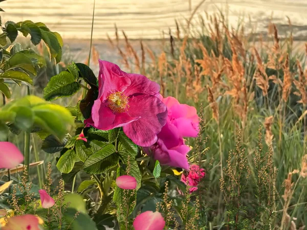 Blooming Hip Roses Bush Orange Sunset Beach Baltic Sea Nature — Stok fotoğraf