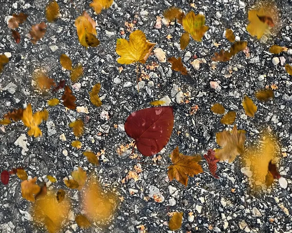 Autumn Leaves Wet Pebbles Asphalt Rain Leaves Fall Texture Template — Stockfoto